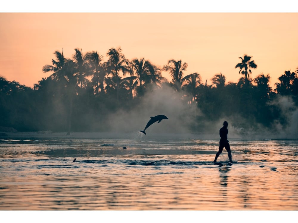 Dolphin jumping up